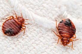 Get Rid of Bed Bugs..